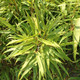 CLUMPING BAMBOO Fargesia rufa (Green Panda)