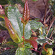 HYBRID MAHONIA Mahoberberis aquisargentii