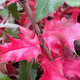 HYBRID MAHONIA Mahoberberis aquisargentii