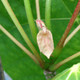 Firmiana simplex (CHINESE PARASOL TREE)