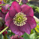 Helleborus Winter Jewels® 'Ruby Wine' (HELLEBORE)