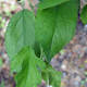 SARGENT CRABAPPLE Malus sargentii