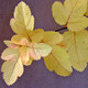SARGENT CRABAPPLE Malus sargentii