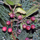SARGENT CRABAPPLE Malus sargentii