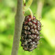 RED MULBERRY Morus rubra