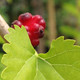 RED MULBERRY Morus rubra