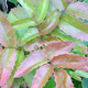 OREGON GRAPE Mahonia aquifolium