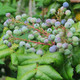 OREGON GRAPE Mahonia aquifolium