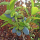 SELF FRUITING HASKAP Lonicera caerulea (Yezberry Solo)