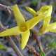 GOLDEN BELLS Forsythia  (Kumson)