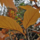 CHINESE WILLOW-LEAF MAGNOLIA Magnolia biondii