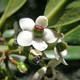 SELF-FRUITFUL HOLLY (Ilex aquifolium) "Post Office"
