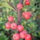 SELF-FRUITFUL HOLLY (Ilex aquifolium) "Post Office"