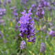 ENGLISH LAVENDER Lavandula angustifolia (Essence Purple)