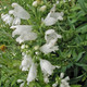 WHITE OBEDIENT FLOWER (Physostegia virginiana)  'Crown of Snow'