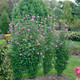 COLUMNAR ROSE OF SHARON Hibiscus syriacus (Purple Pillar)