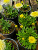 Leucanthemum 'Luna' (YELLOW SHASTA DAISY)