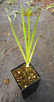 BLACK IRIS Iris chrysographes