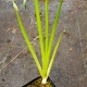 Iris chrysographes (BLACK IRIS)