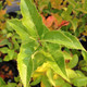 PINK GLOW CRABAPPLE Malus  (Dolgo)