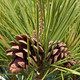 VARIEGATED JAPANESE BLACK Pinus thunbergii (Aocha Matsu)