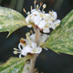 Osmanthus heterophyllus 'Goshiki' (VARIEGATED SWEET OLIVE)