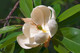 Magnolia virginiana (SWEETBAY MAGNOLIA)