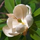 Magnolia virginiana (SWEETBAY MAGNOLIA)