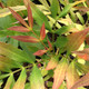 Mahonia fortunei (CHINESE MAHONIA)