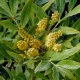 Mahonia fortunei (CHINESE MAHONIA)