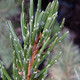 COLORADO BRISTLECONE Pinus aristata