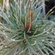 COLORADO BRISTLECONE Pinus aristata