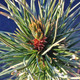 COLORADO BRISTLECONE Pinus aristata