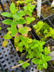 COYOTE MINT Monardella villosa (Russian River)