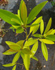 SWEETBAY MAGNOLIA Magnolia virginiana (Silver Mist)