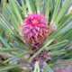 Pinus jeffreyi (JEFFREY PINE)