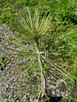 Pinus jeffreyi (JEFFREY PINE)