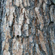 Pinus ponderosa (PONDEROSA PINE)