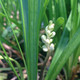 LAVENDER LILYTURF Liriope muscari (Big Blue)