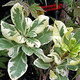 VARIEGATED EG MOCKORANGE Pittosporum tobira (Variegatum)