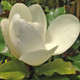 EVERGREEN MAGNOLIA (Magnolia grandiflora) "D. D. Blanchard"