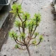 Pinus banksiana 'Schoodic' (JACK PINE)
