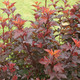 NINEBARK (Physocarpus opulifolius) "Ginger Wine"