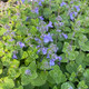LOW-GROWING CATMINT  (Nepeta) "Picture Purrfect"
