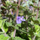 LOW-GROWING CATMINT  (Nepeta) "Picture Purrfect"