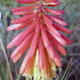 ORANGE DWARF TORCH FLOWER Kniphofia  (Papaya Popsicle)