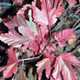 NINEBARK (Physocarpus opulifolius) "Summer Wine"