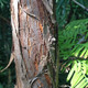 DAWN REDWOOD Metasequoia glyptostroboides