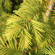 DAWN REDWOOD Metasequoia glyptostroboides