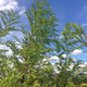 DAWN REDWOOD Metasequoia glyptostroboides